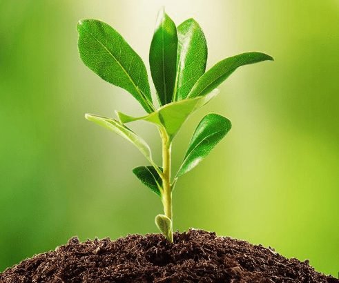 Environment & Sustainability